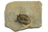 Amazing Tower Eyed Erbenochile Trilobite - Morocco #344461-5